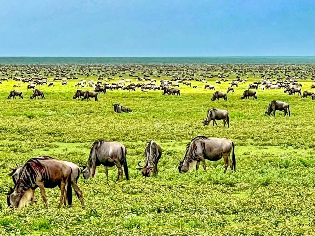 Migration 0v